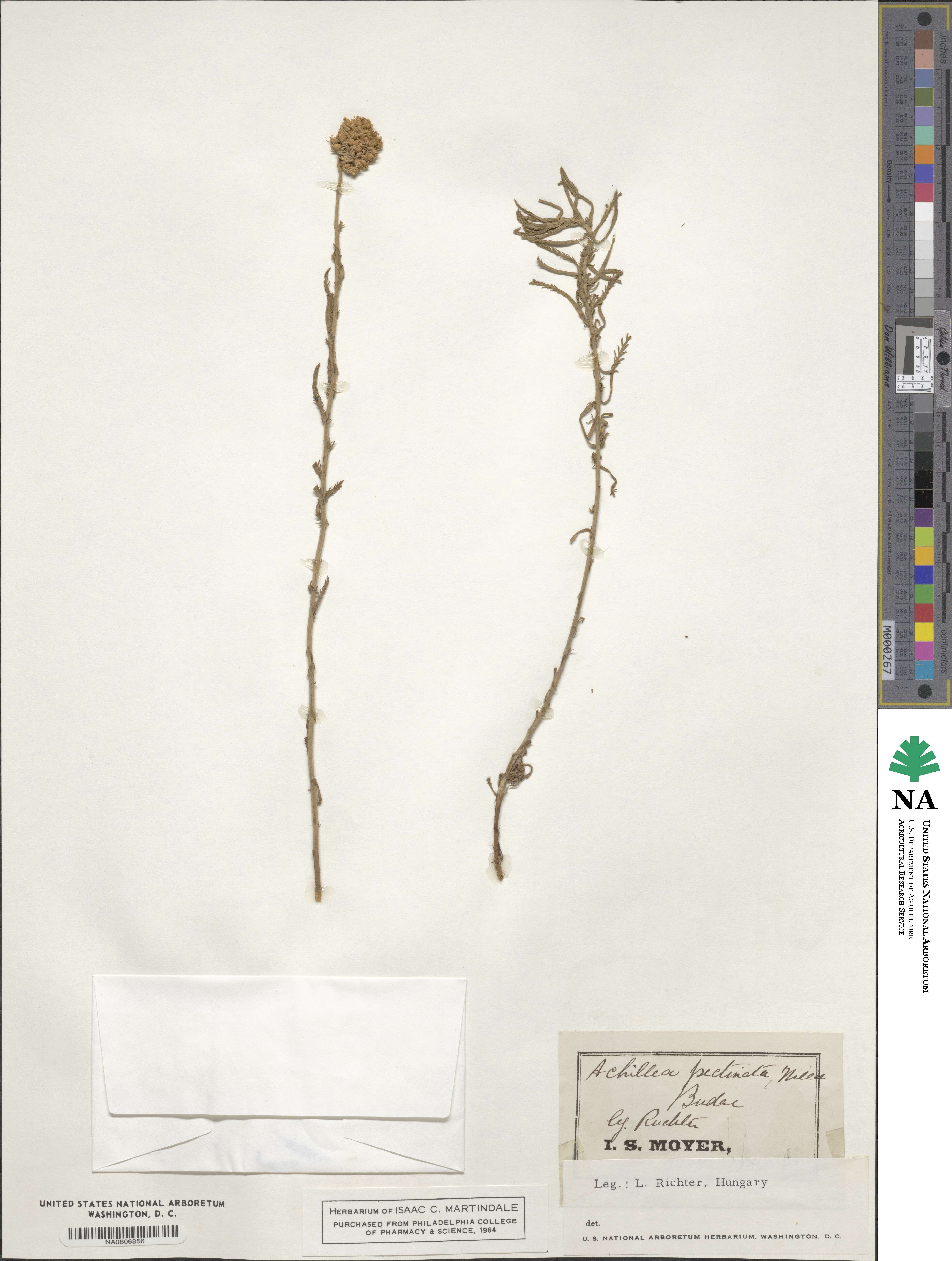 Achillea pectinata image