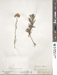 Achillea pectinata image