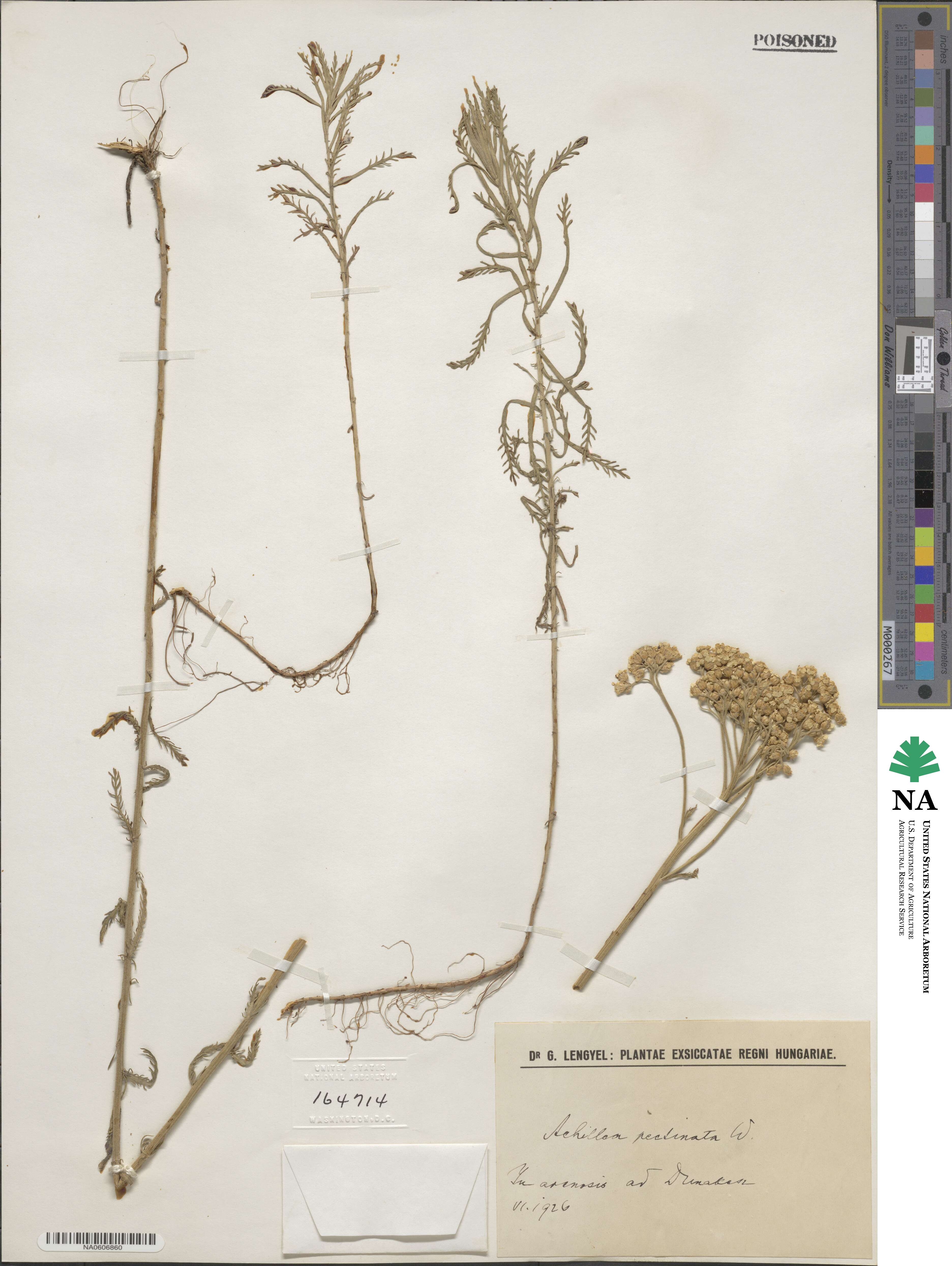 Achillea pectinata image