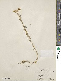 Achillea ptarmica image