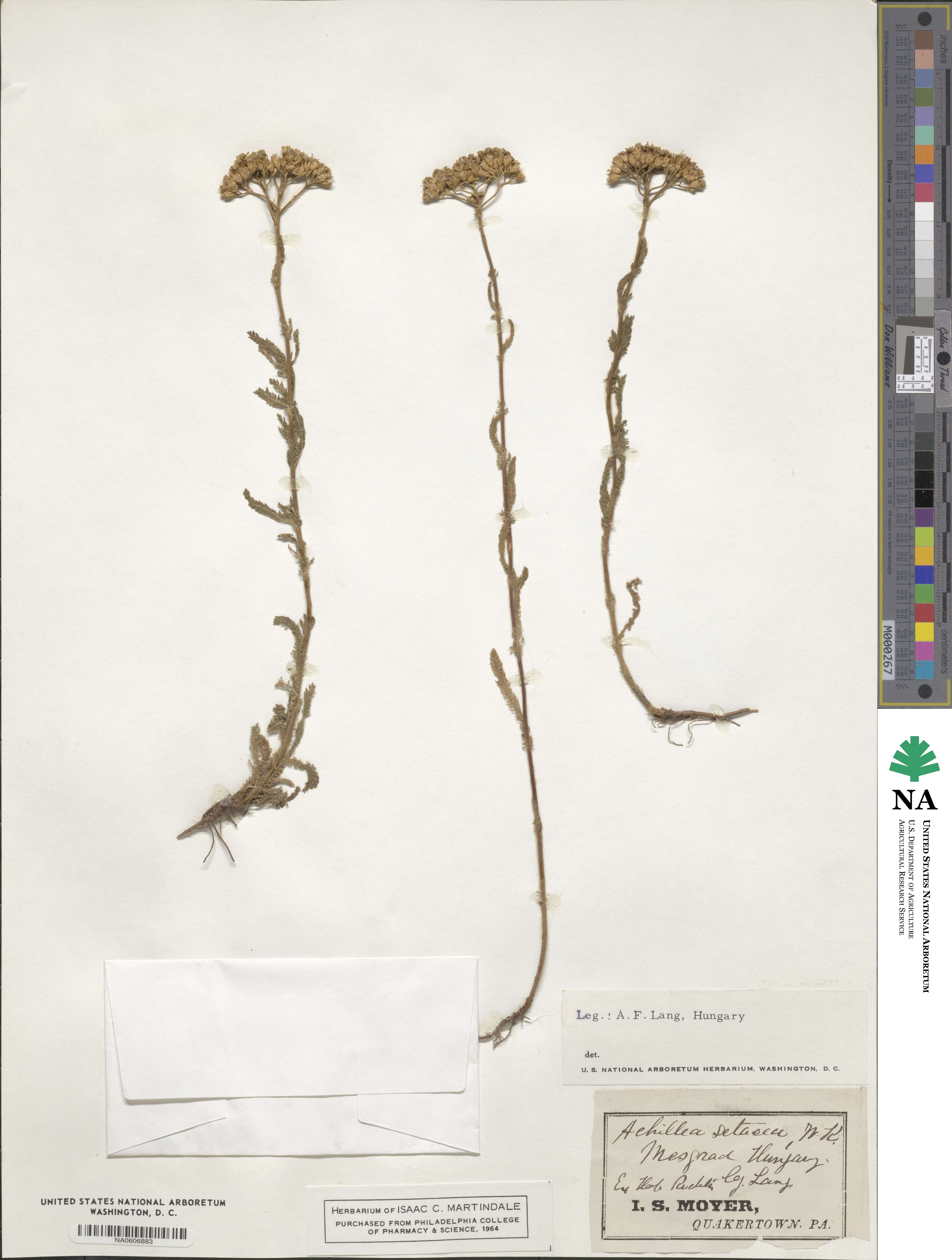 Achillea setacea image