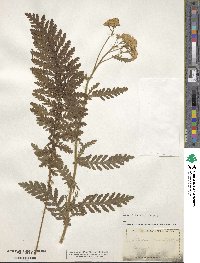 Achillea tanacetifolia image