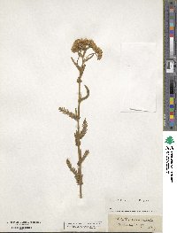 Achillea tanacetifolia image