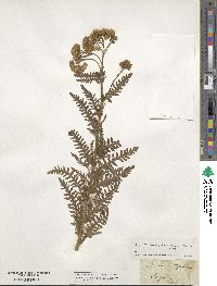 Achillea tanacetifolia image