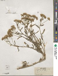 Achillea tanacetifolia image