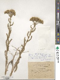 Achillea arabica image