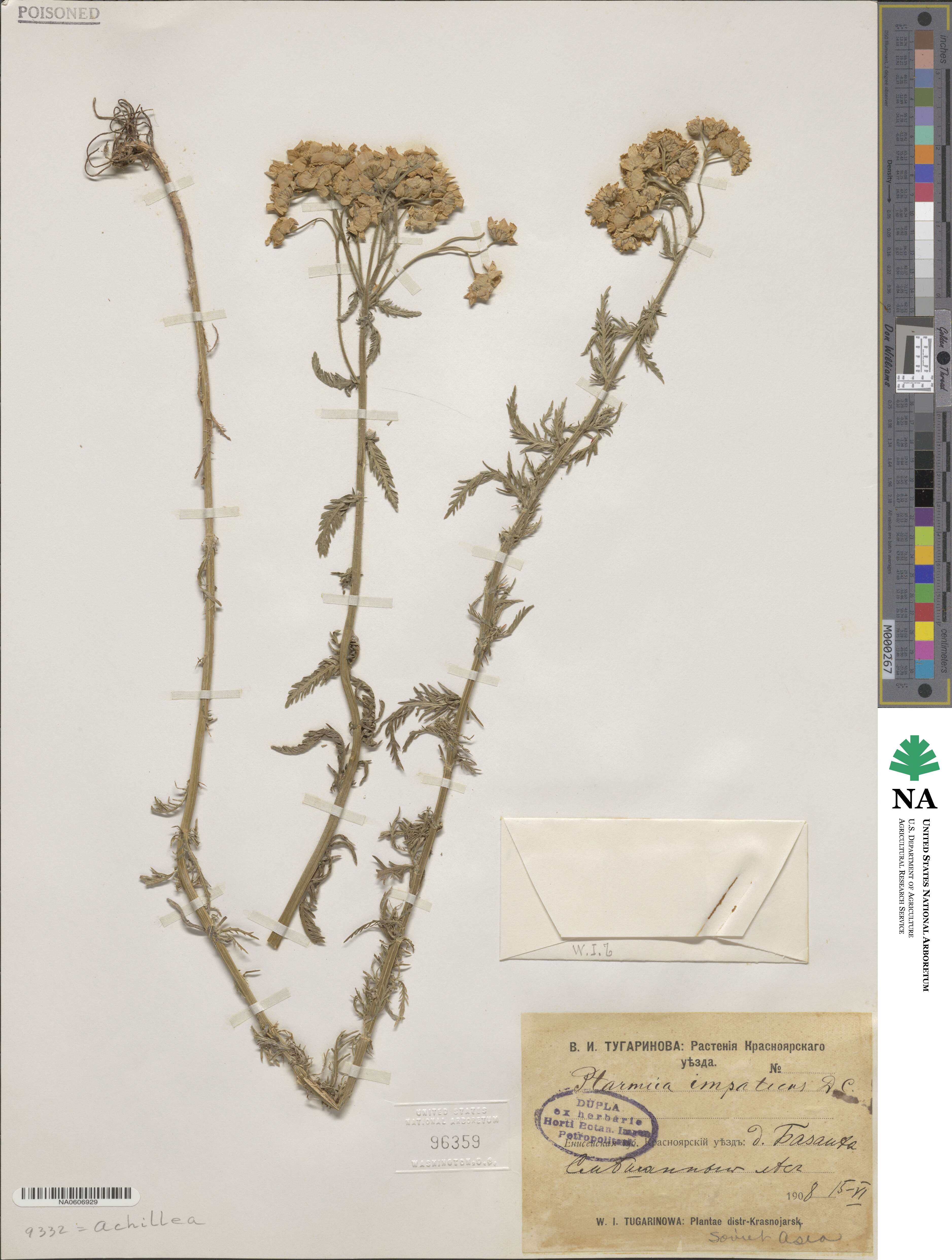 Achillea impatiens image