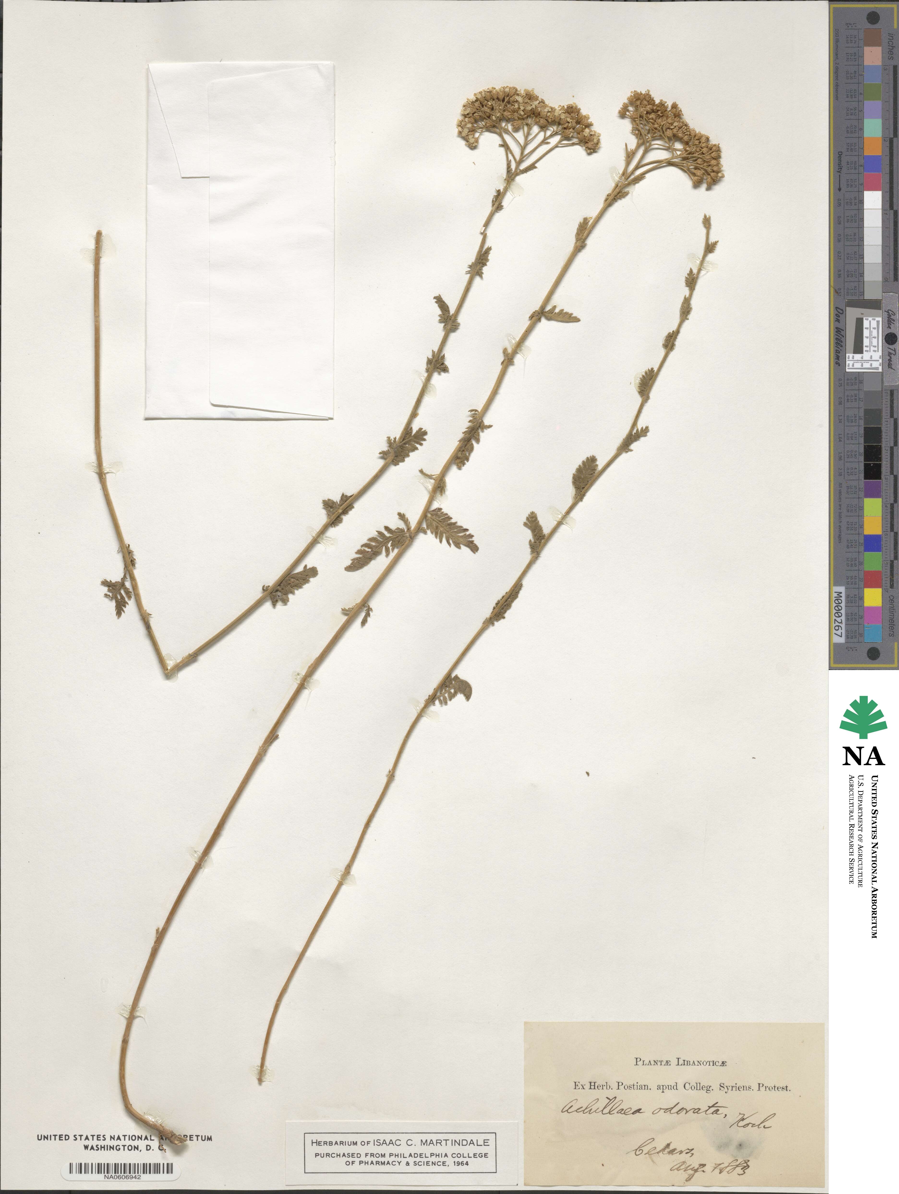 Achillea odorata image