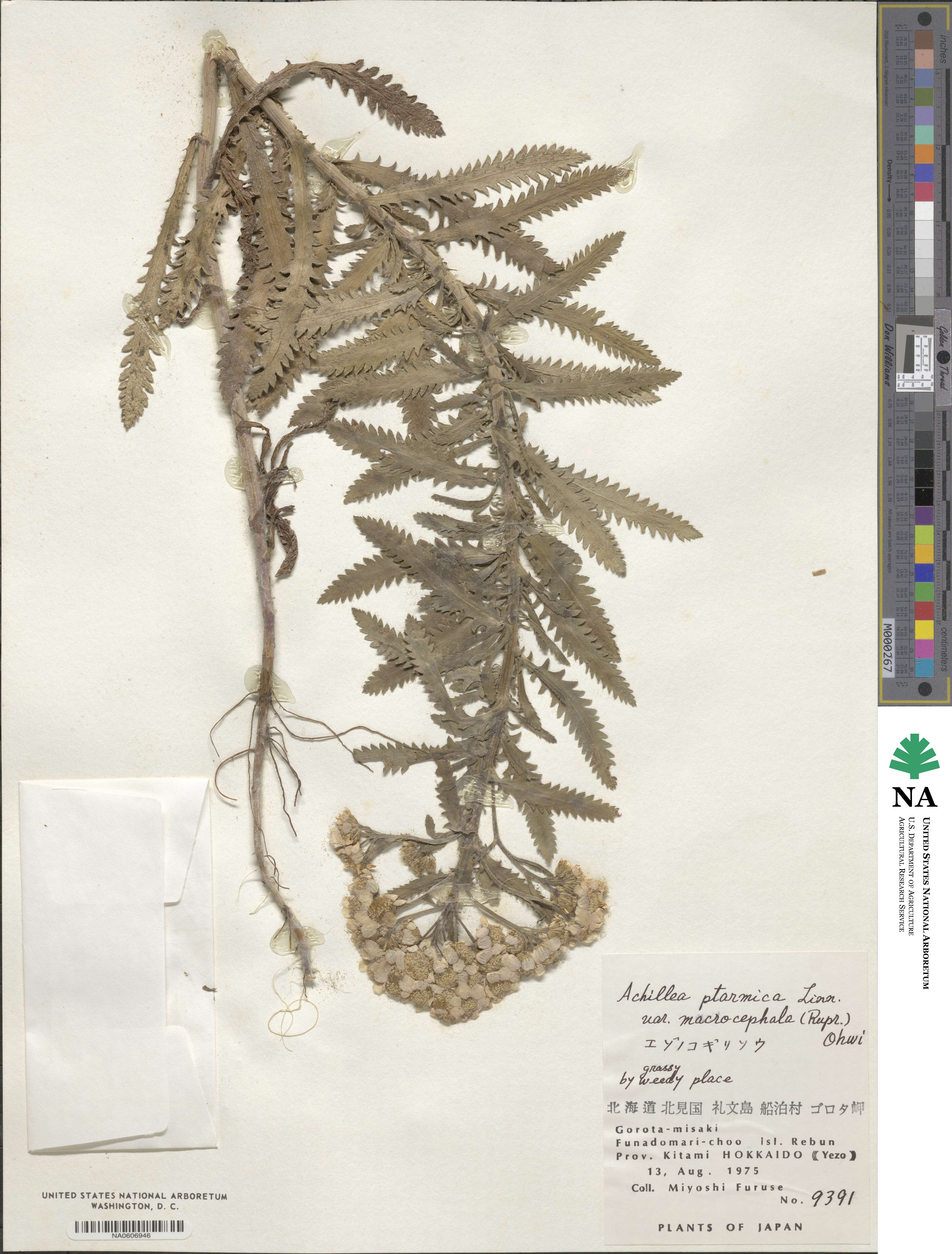 Achillea ptarmica subsp. macrocephala image