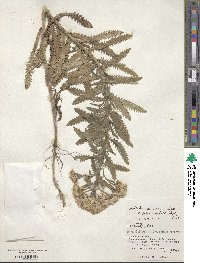 Achillea ptarmica image