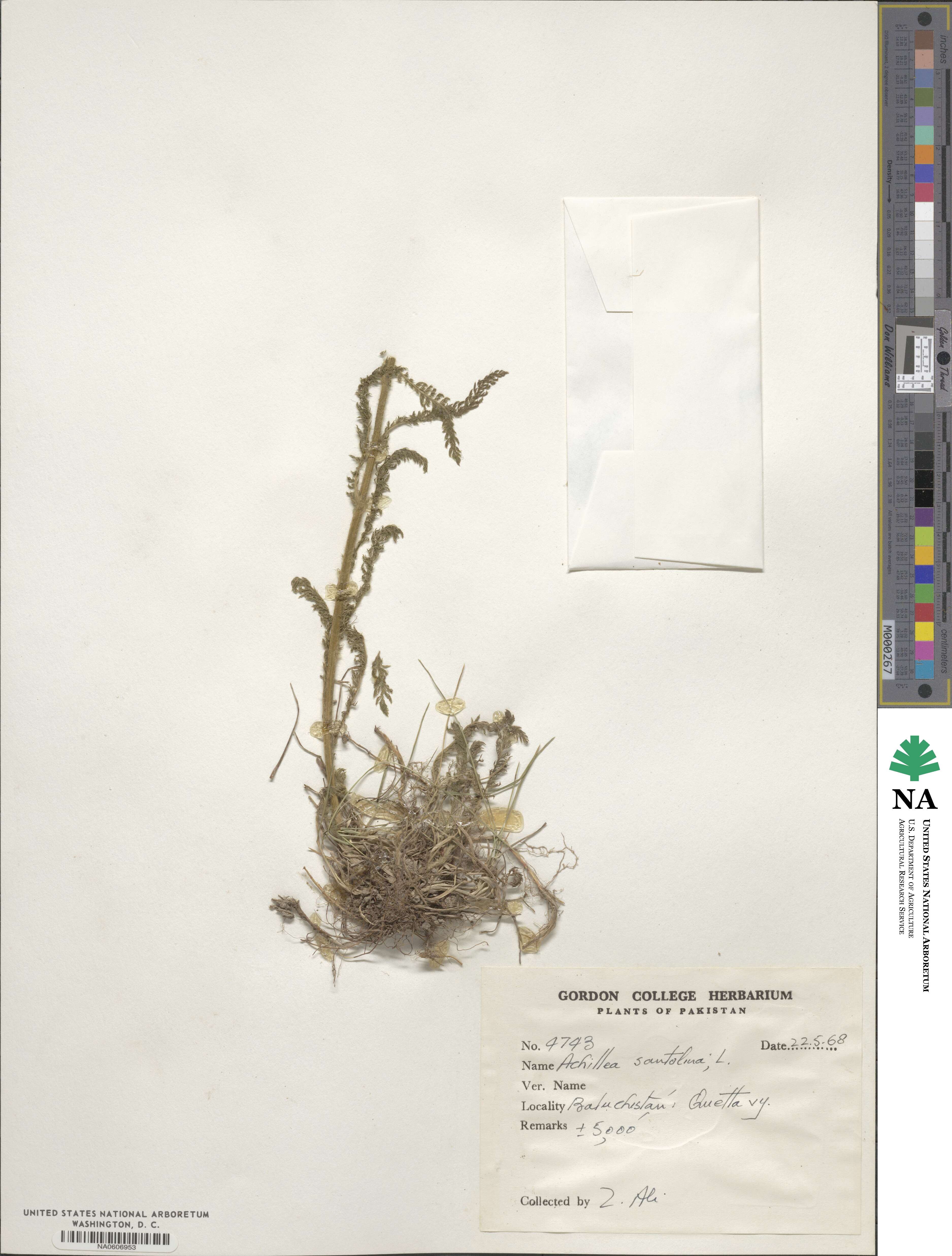 Achillea santolina image