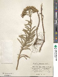 Achillea alpina subsp. alpina image