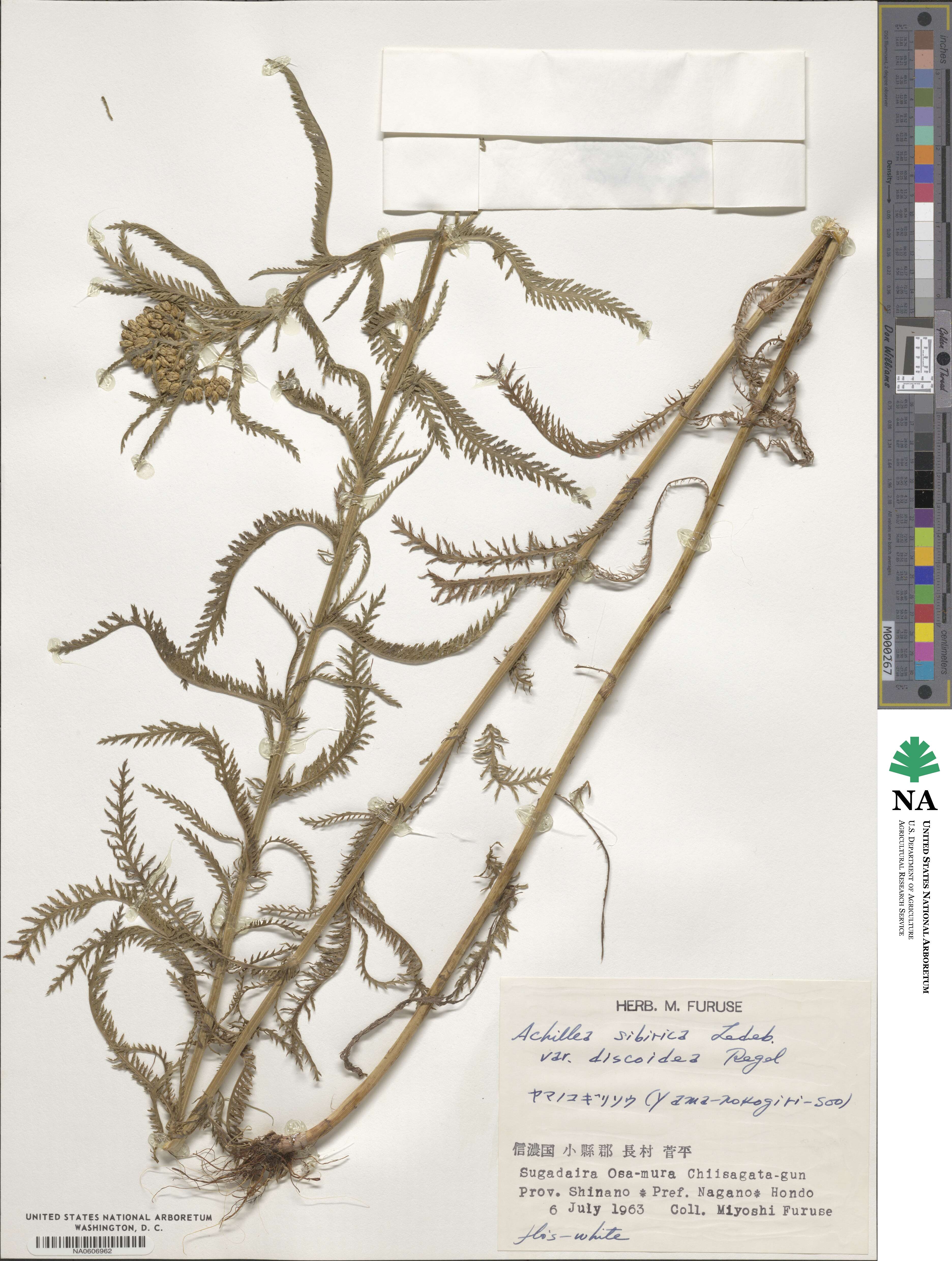 Achillea alpina var. discoidea image