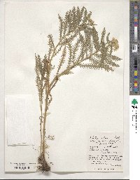 Achillea alpina subsp. japonica image