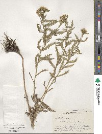 Achillea alpina subsp. japonica image