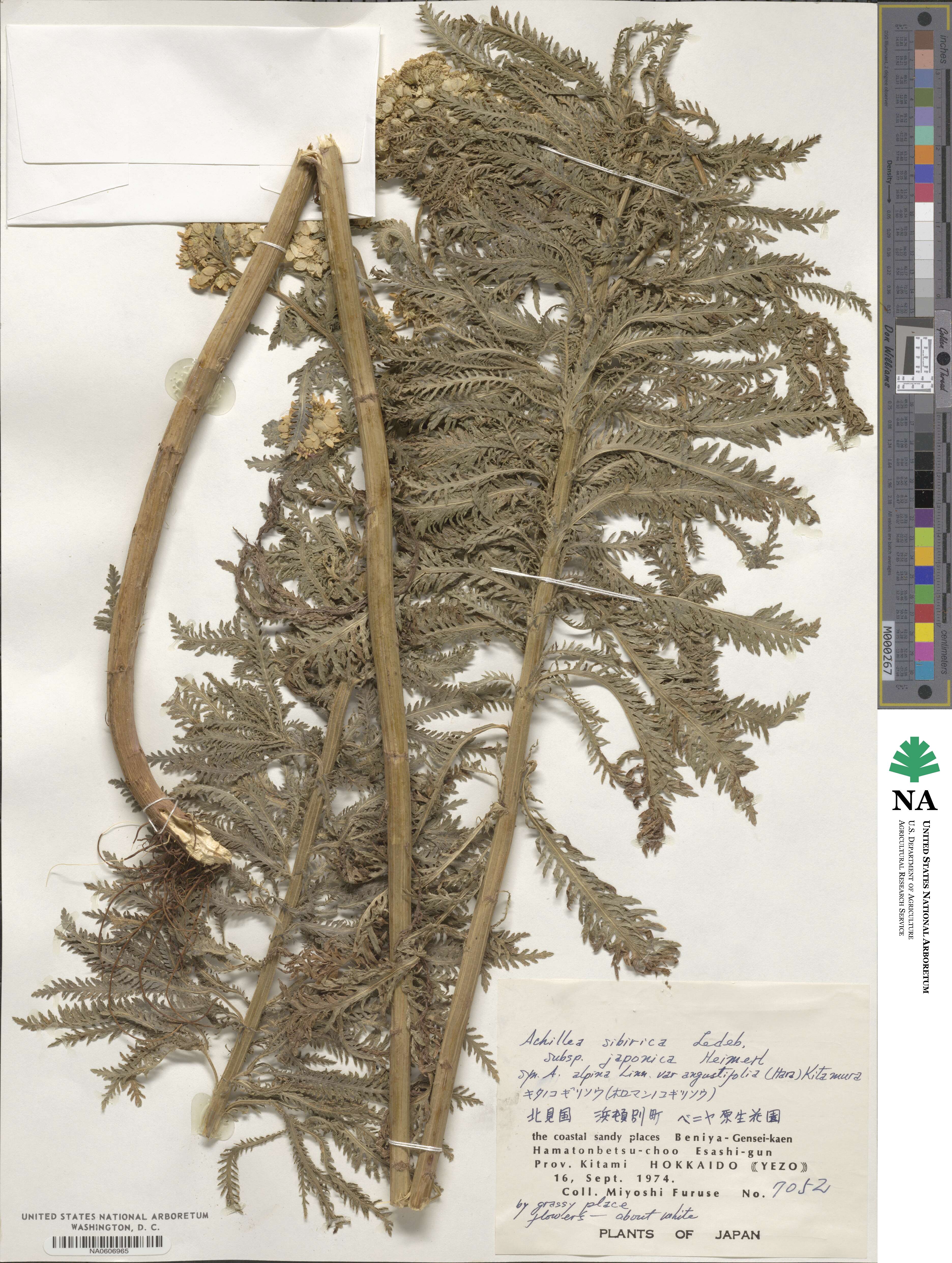 Achillea alpina subsp. japonica image