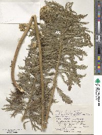 Achillea alpina subsp. japonica image