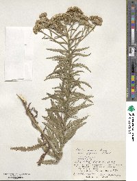 Achillea alpina subsp. japonica image