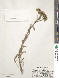 Achillea millefolium image