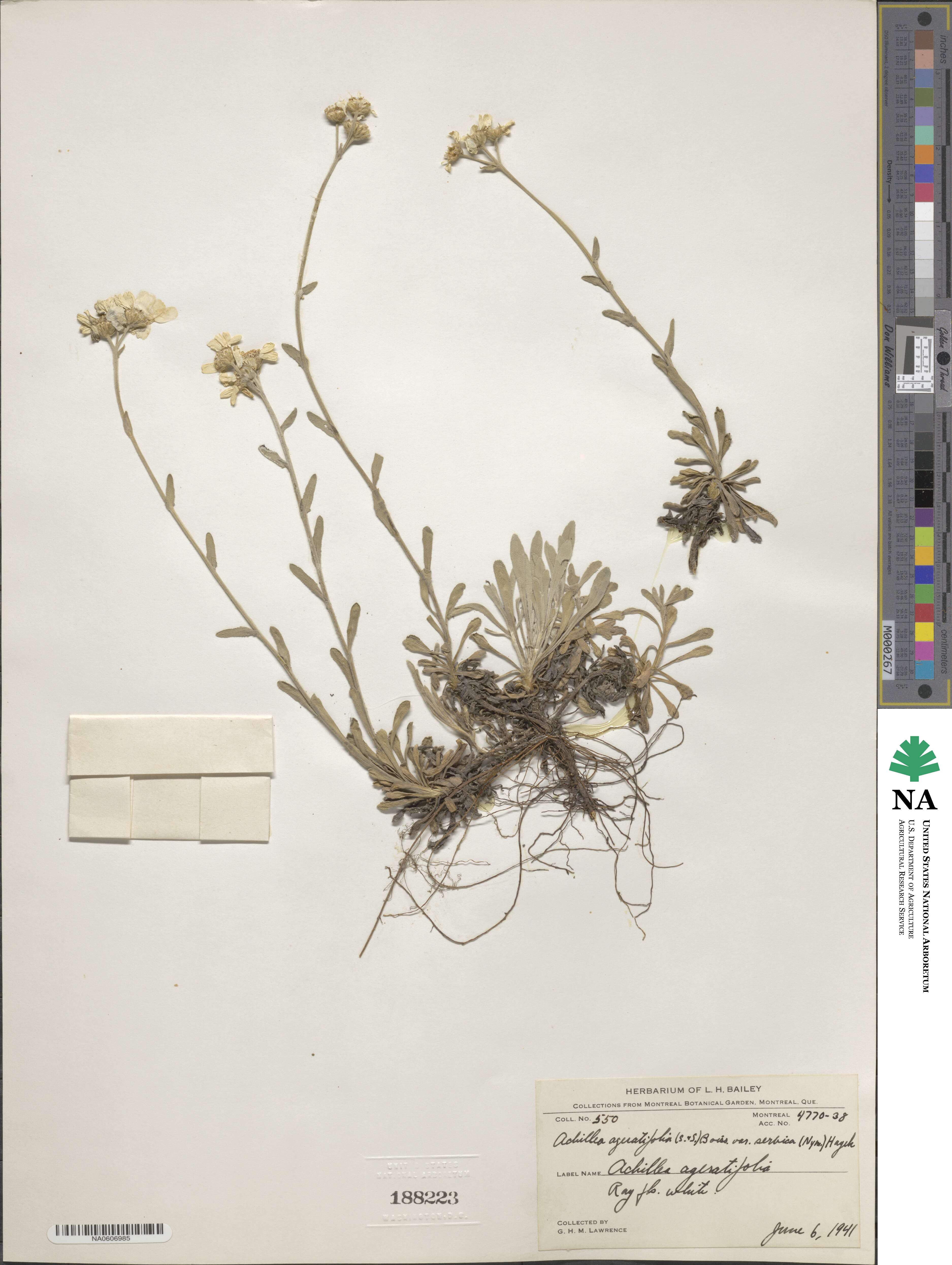 Achillea ageratifolia image