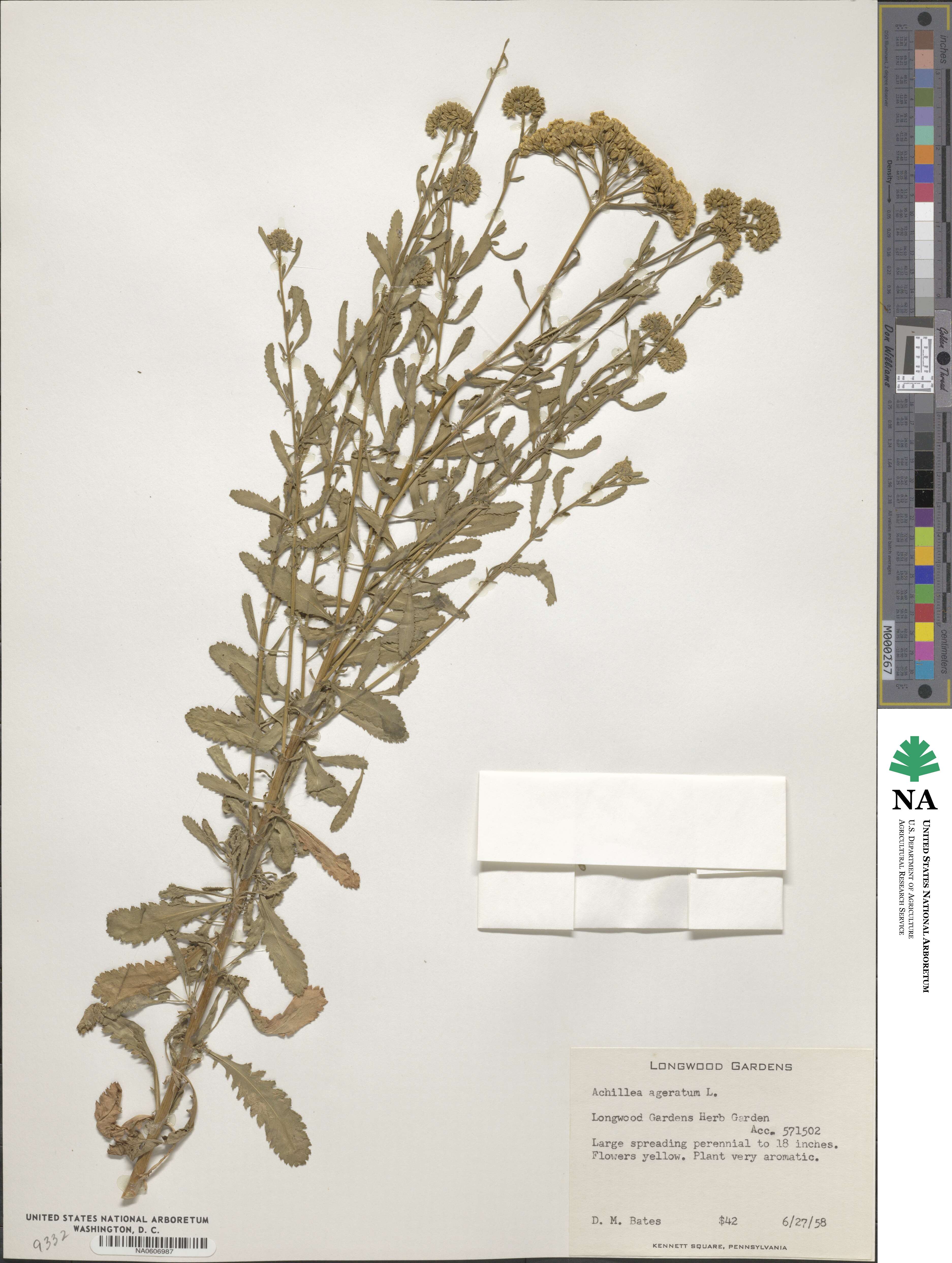 Achillea ageratum image