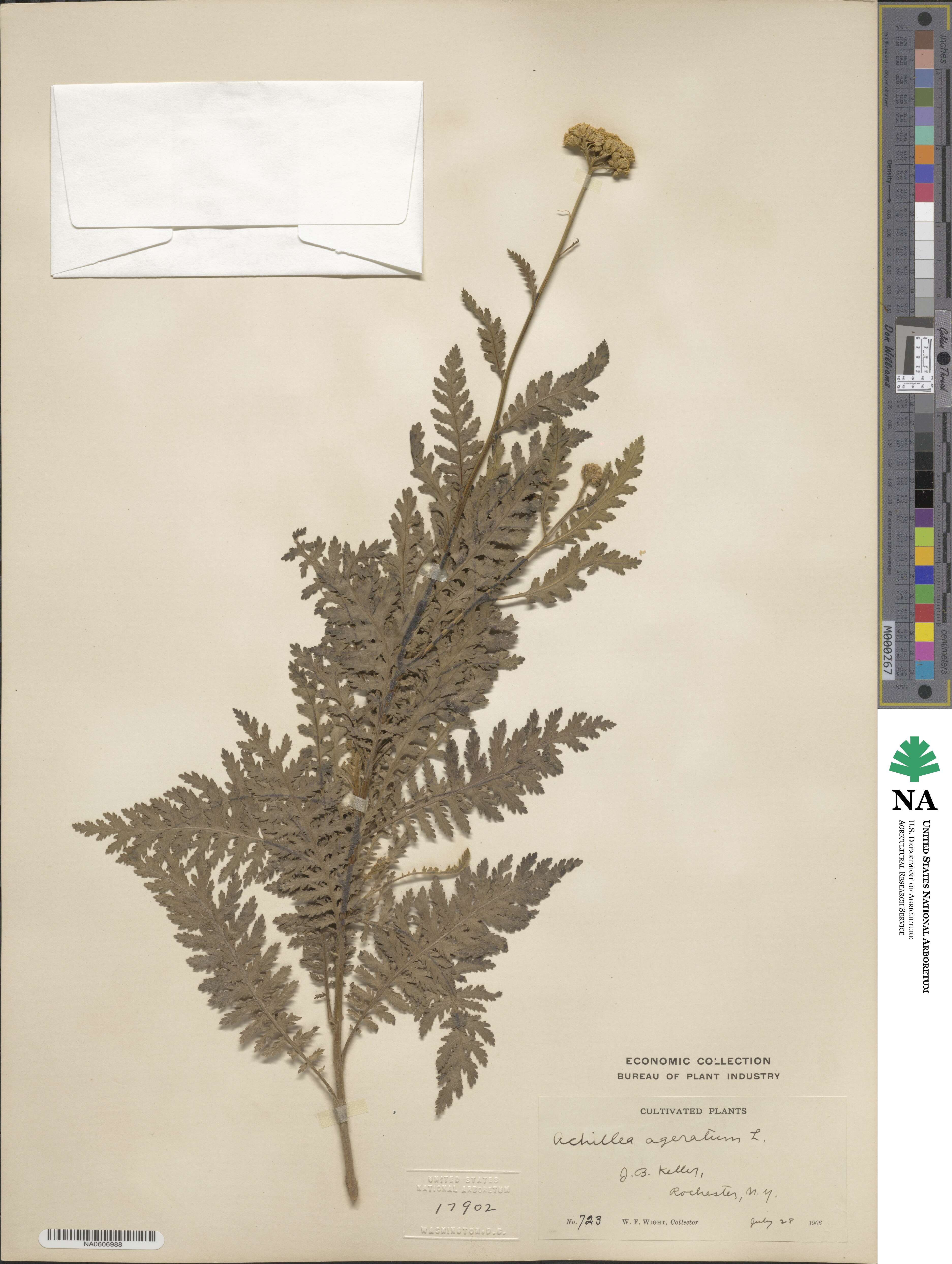 Achillea ageratum image