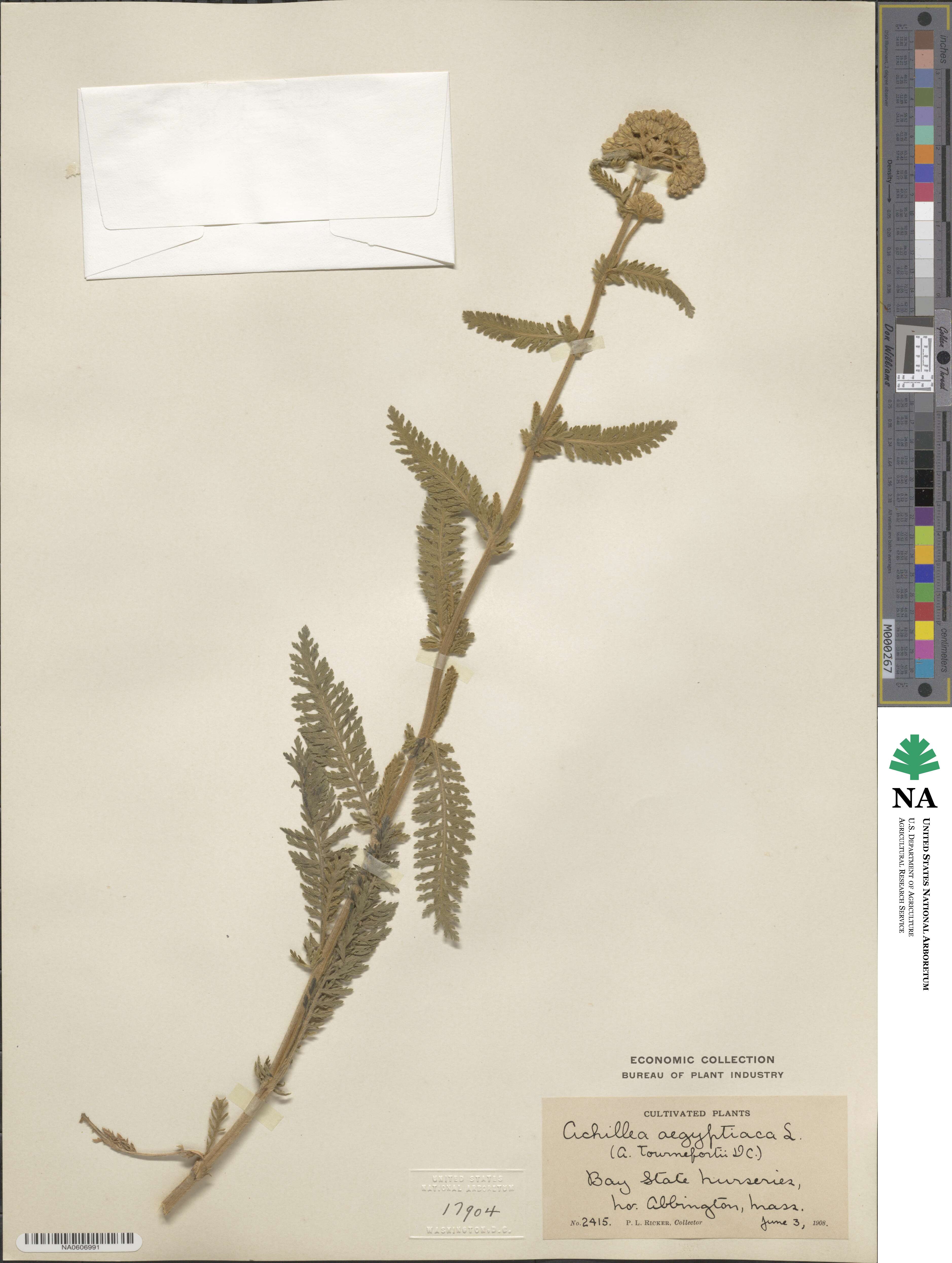 Achillea aegyptiaca image