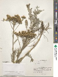 Achillea asiatica image