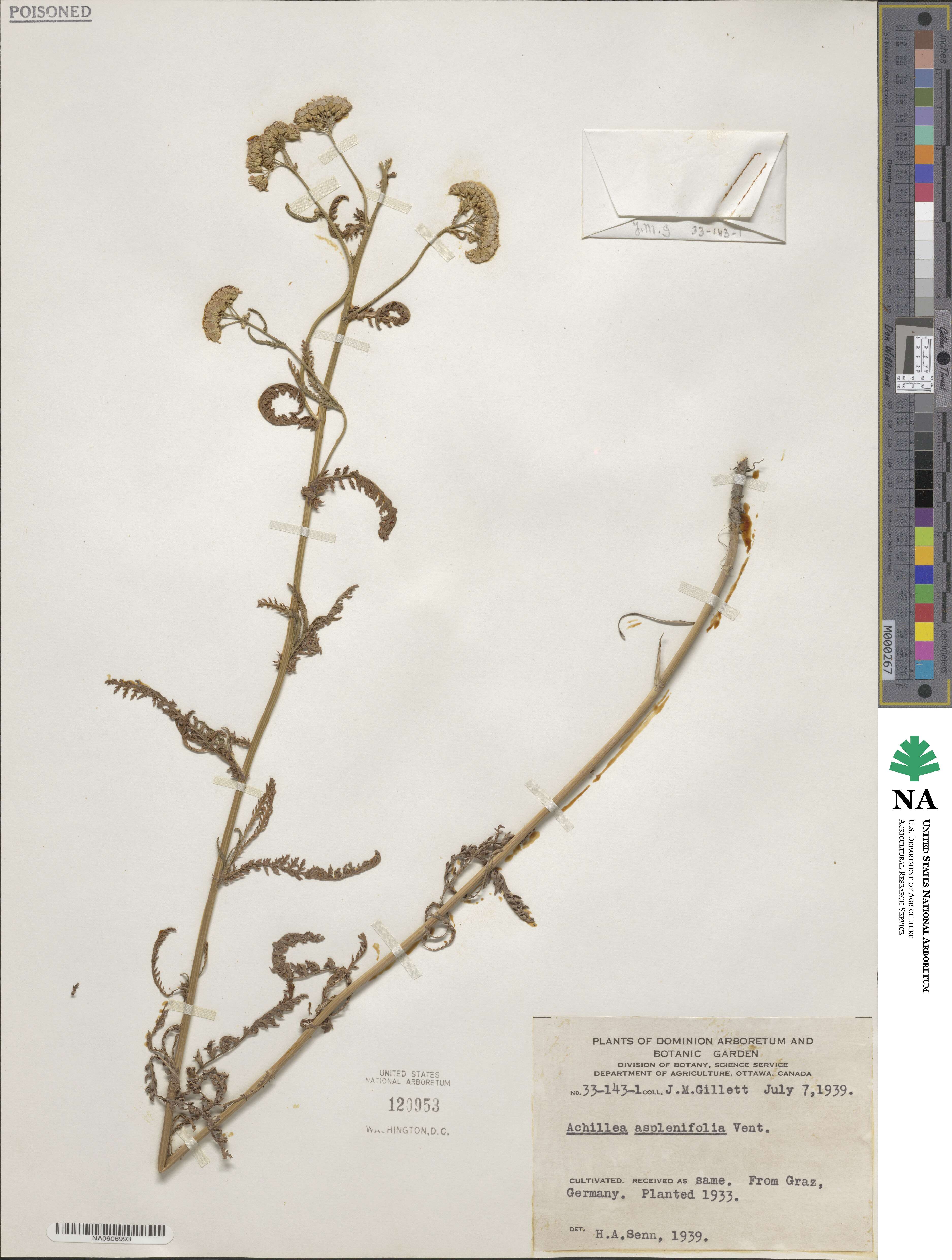 Achillea aspleniifolia image
