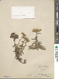 Image of Tanacetum aureum