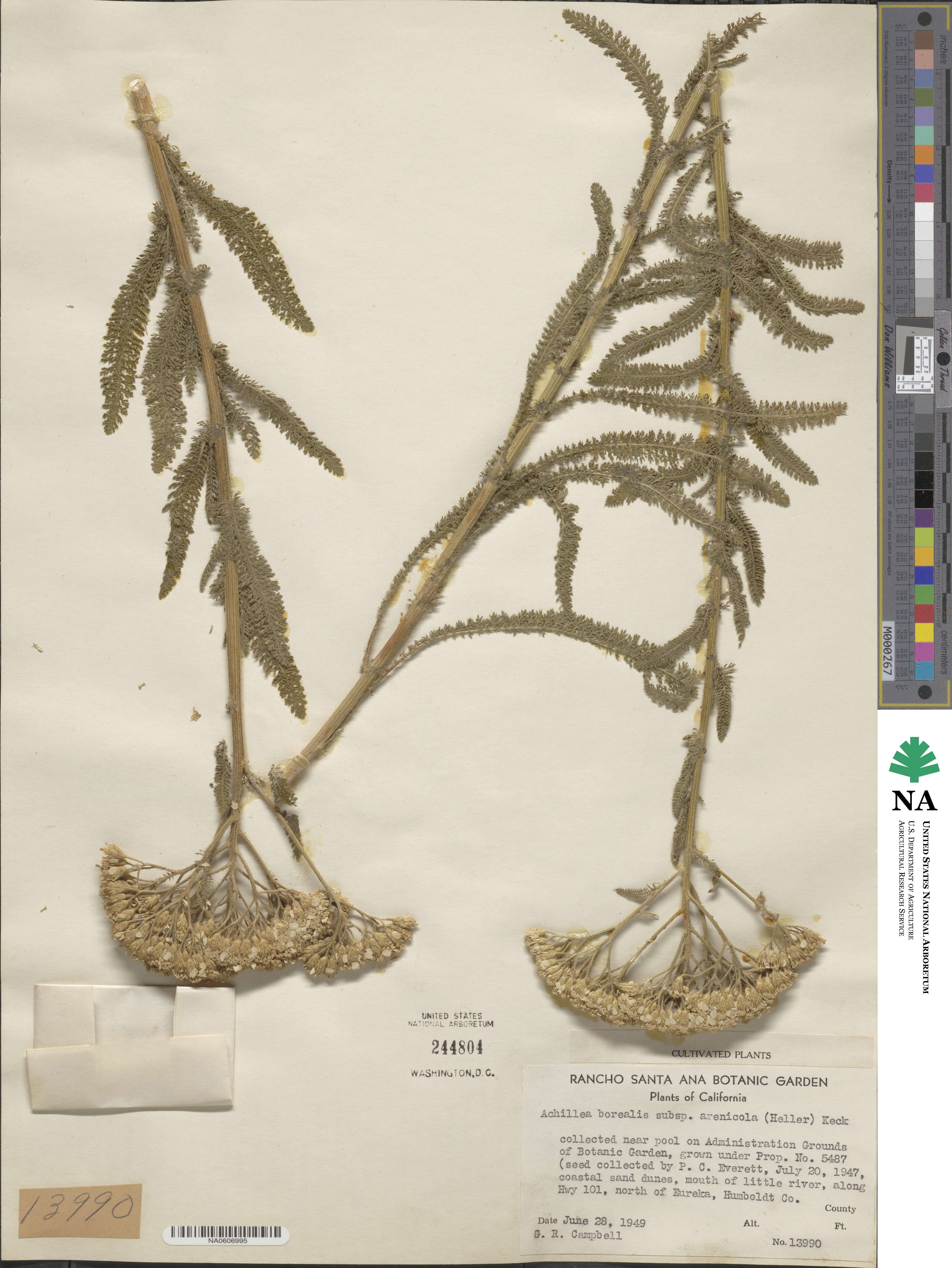 Achillea millefolium var. arenicola image