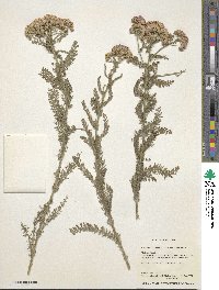 Achillea millefolium var. occidentalis image