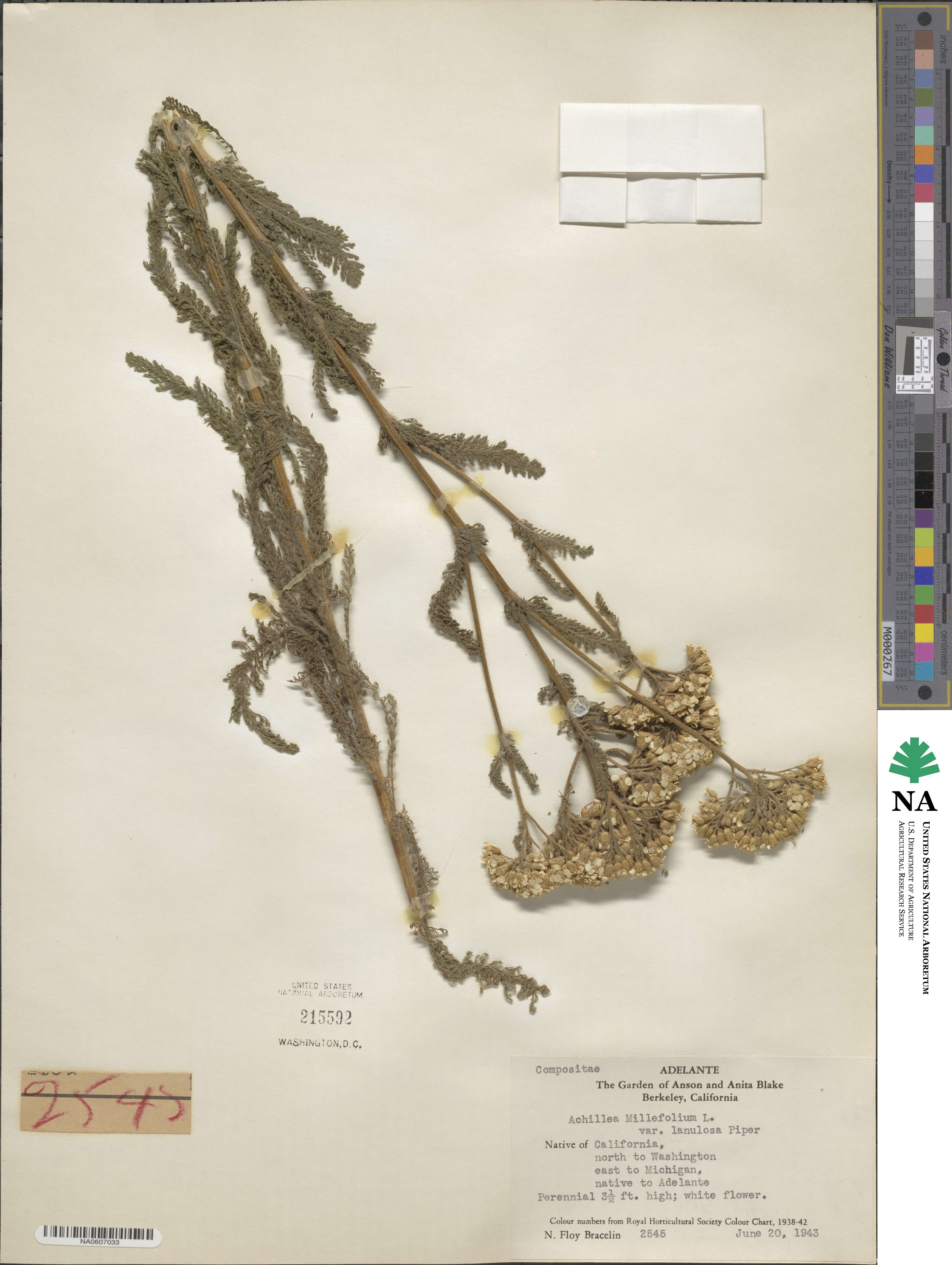 Achillea millefolium var. occidentalis image