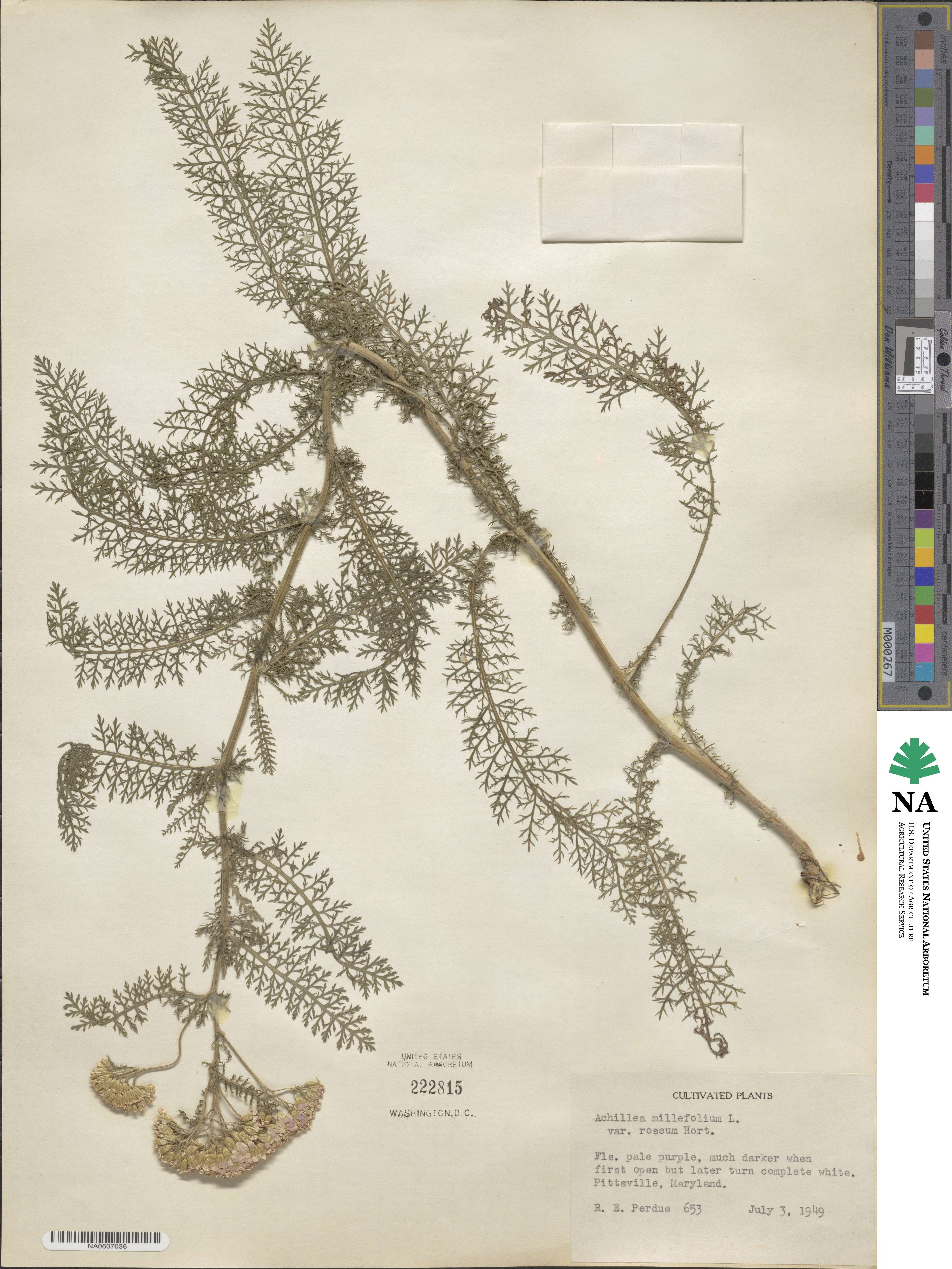 Achillea aspleniifolia image