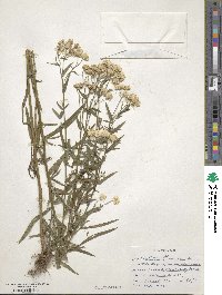 Achillea ptarmica image