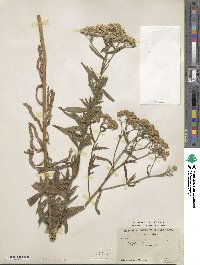 Achillea ptarmica image