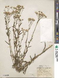 Achillea ptarmica image