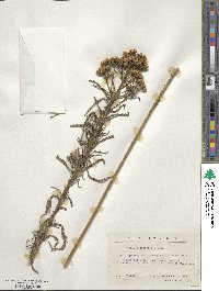 Achillea alpina subsp. alpina image