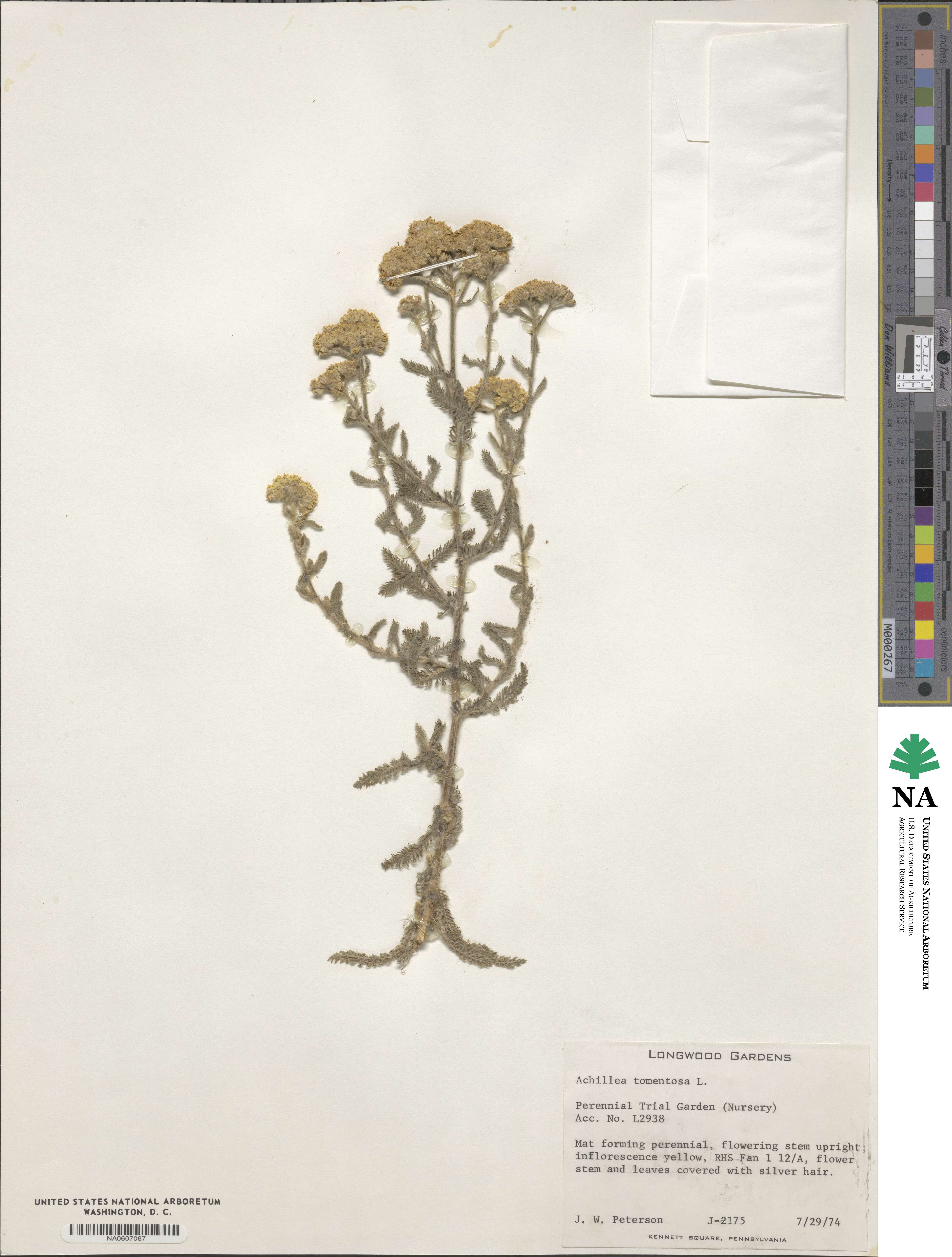 Achillea tomentosa image