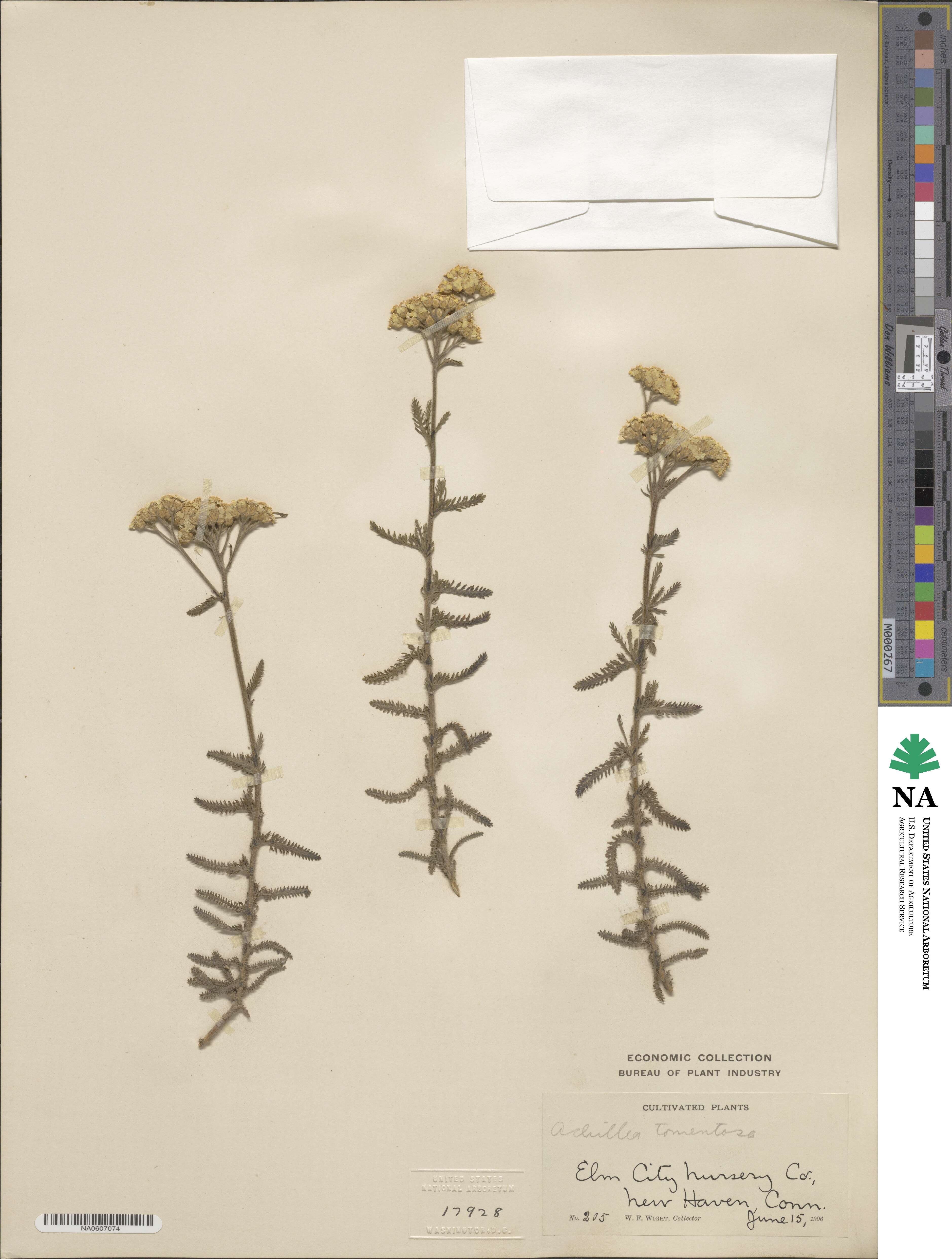 Achillea tomentosa image
