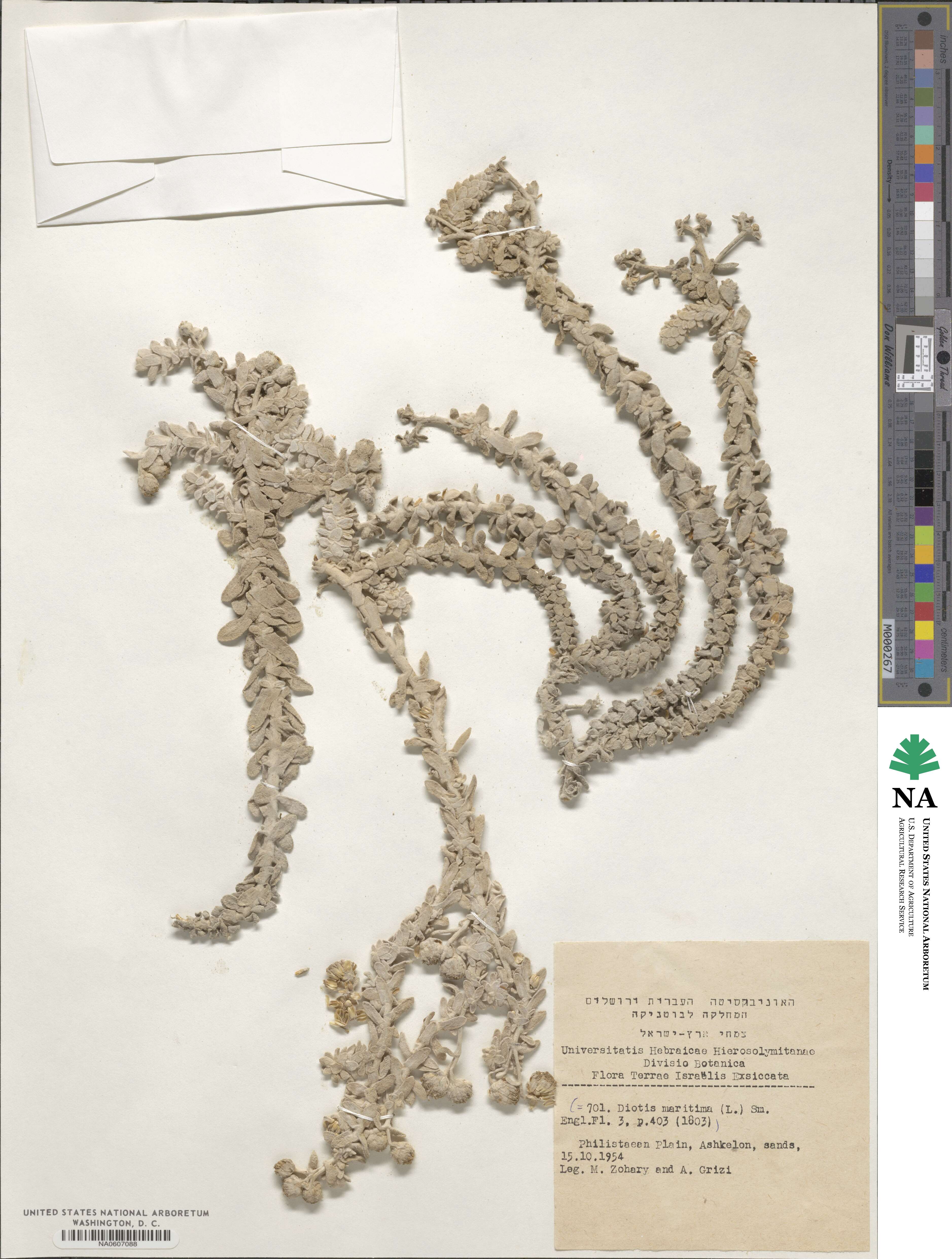 Achillea maritima subsp. maritima image