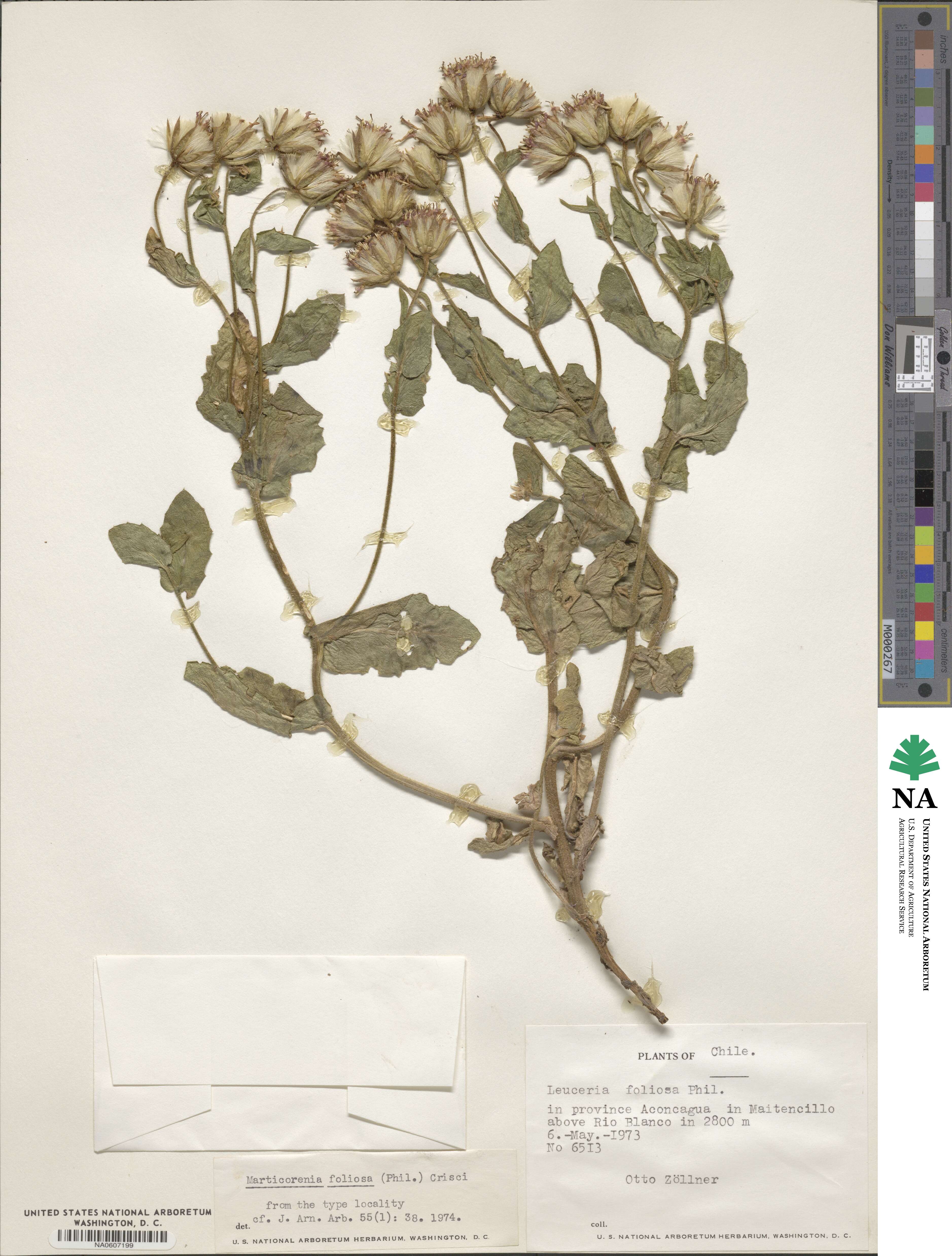 Marticorenia foliosa image