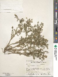 Matricaria discoidea image