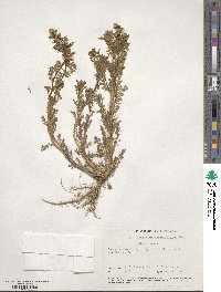 Matricaria discoidea image