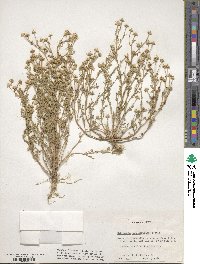 Matricaria discoidea image