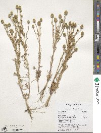 Image of Matricaria occidentalis