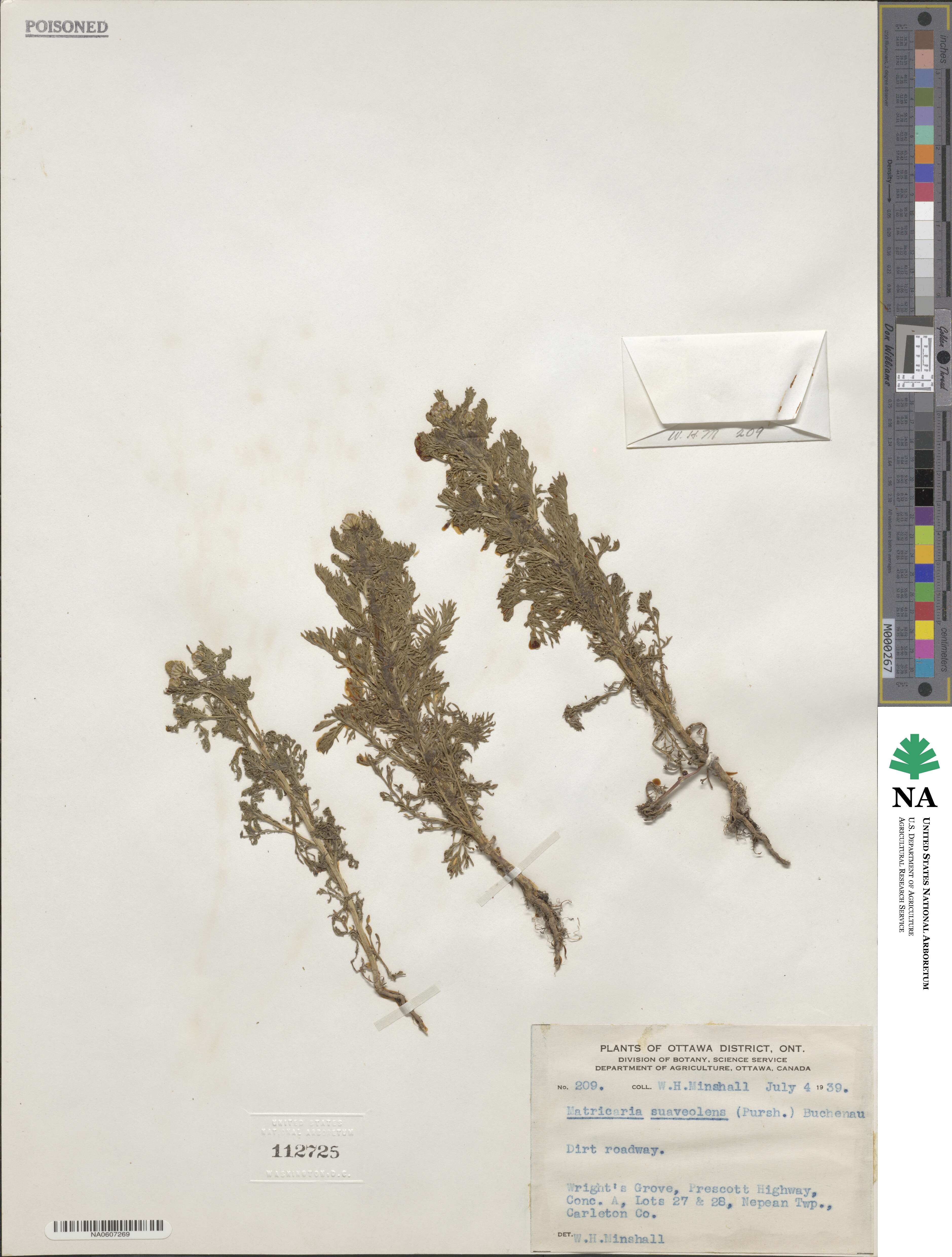 Tripleurospermum inodorum image