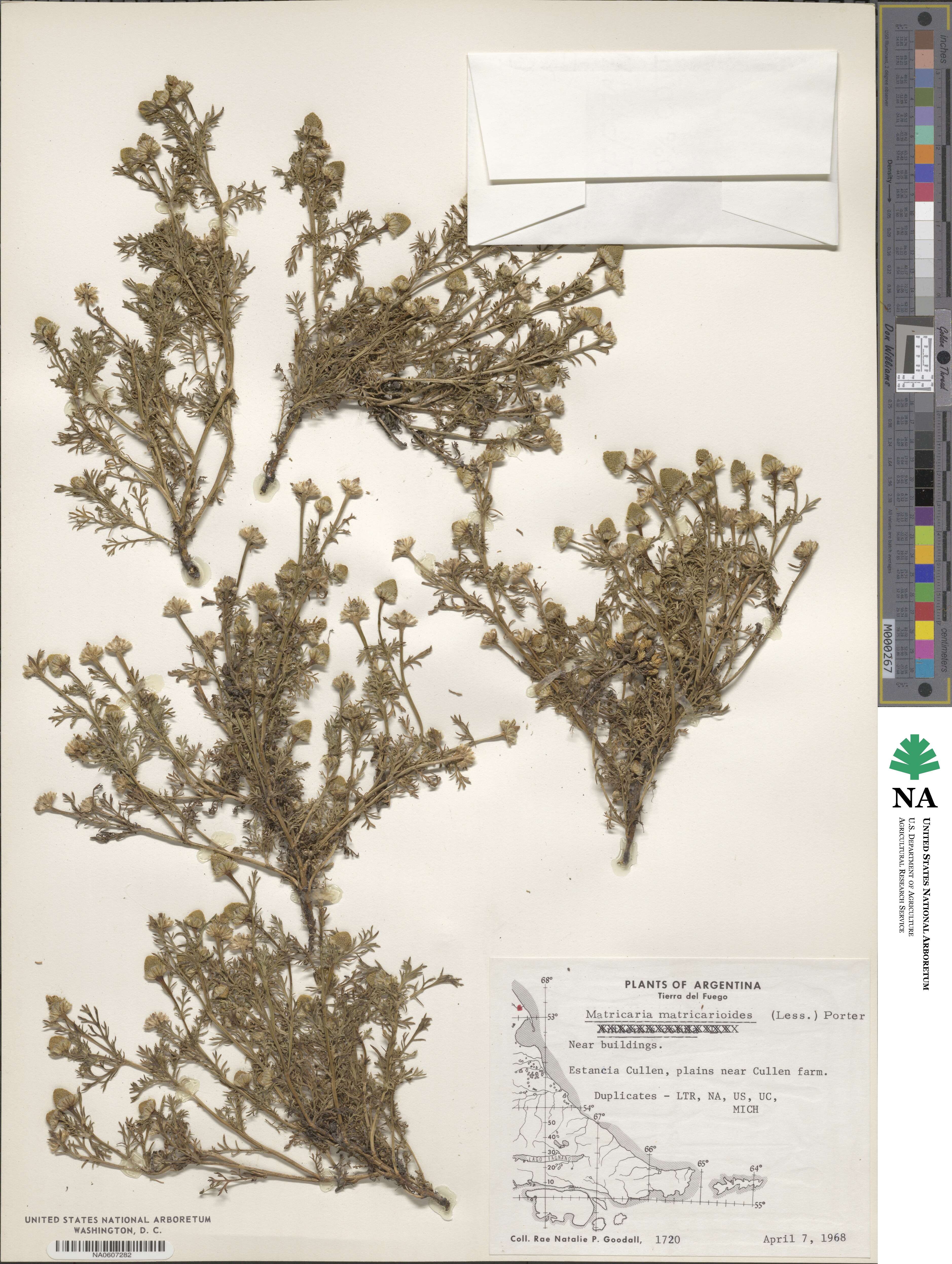 Matricaria discoidea image