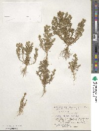 Matricaria discoidea image