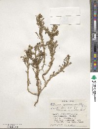 Matricaria discoidea image